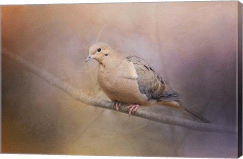 Framed Mourning Dove On A Winter Evening Print