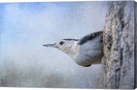 Framed Nuthatch In The Snow Print