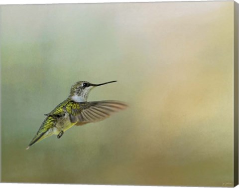 Framed Peaceful Day With A Hummingbird Print