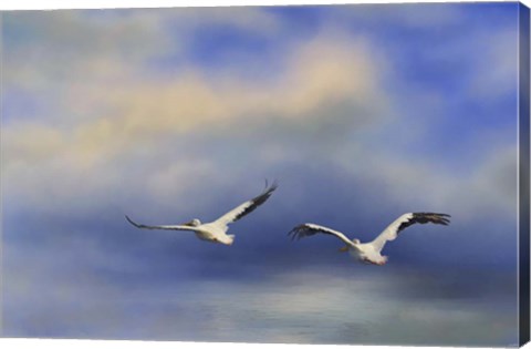 Framed Pelicans At Sea Print