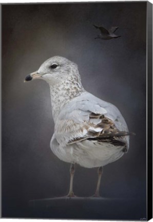 Framed Perched Nearby Gull Print