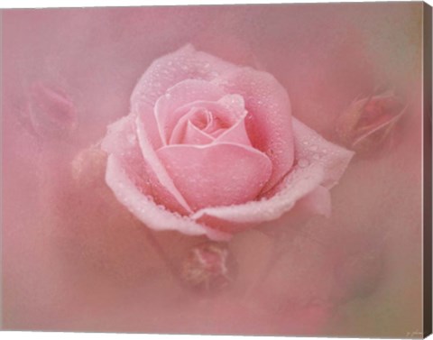 Framed Pink Rose After The Storm Print
