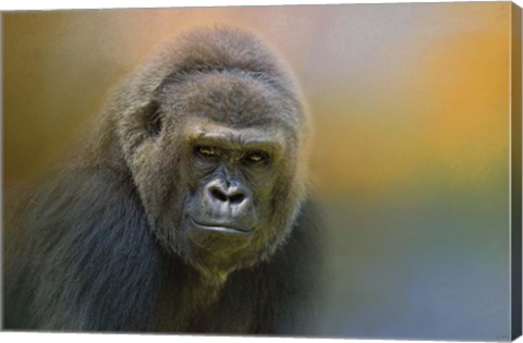 Framed Portrait Of A Gorilla Print