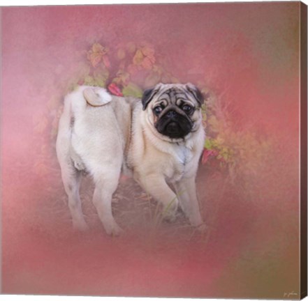 Framed Pug In The Garden Print