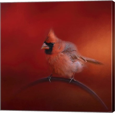 Framed Radiant Redbird Print