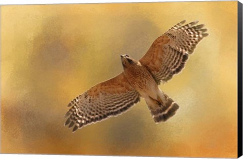 Framed Raptors Afternoon Flight Print