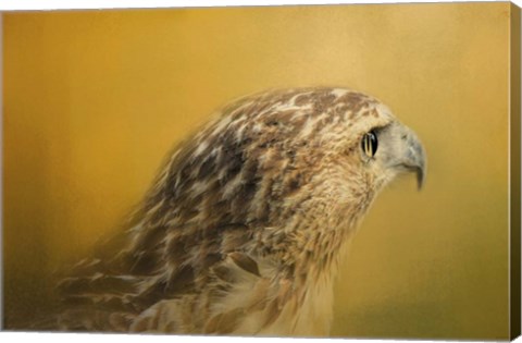 Framed Red Tailed Hawk At Sunset Print