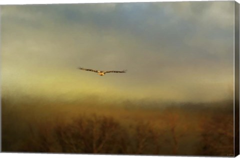 Framed Retreating Redtail Print