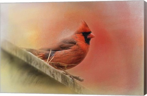 Framed Rooftop Visitor Cardinal Print
