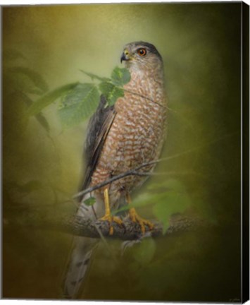 Framed Sharp Shinned Hawk Print