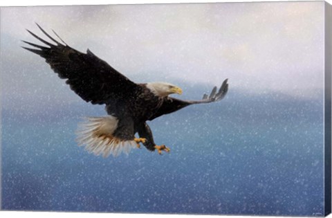 Framed Snowy Flight Bald Eagle Print