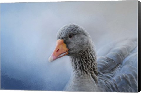 Framed Greylag Goose Print