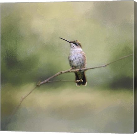 Framed Tiny Visitor Hummingbird Print
