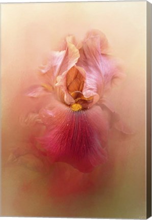 Framed Valentine Iris Print