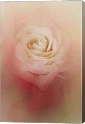 Framed Valentine Rose Print