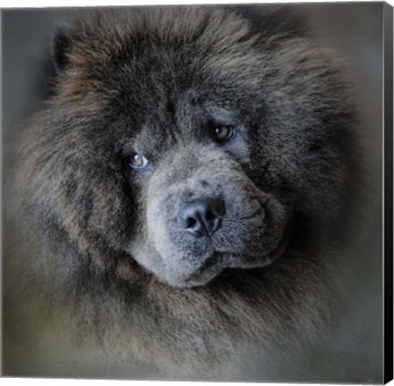 Framed Watching Master Blue Chow Chow Print