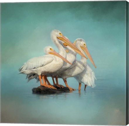 Framed We Are Family White Pelicans Print