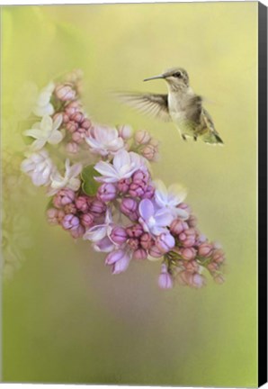 Framed Chasing Lilacs Print