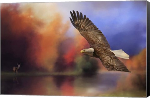 Framed Fall Flight Bald Eagle Print