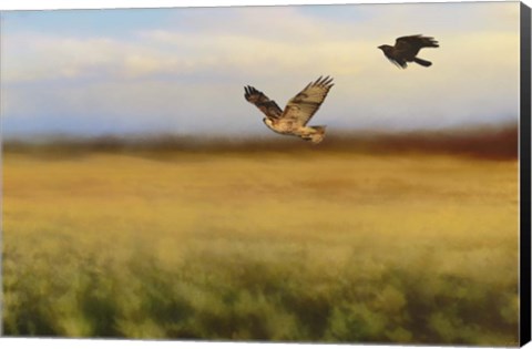 Framed Hawk On The Run Print