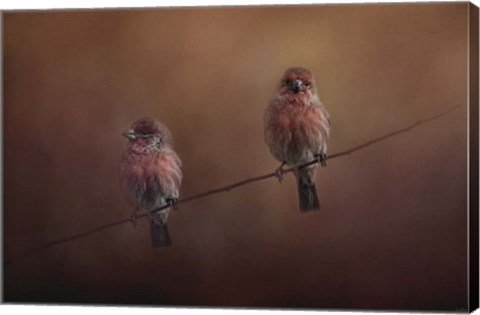 Framed Pair Of Finches Print