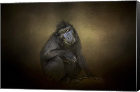 Framed Portrait Of A Savannah Baboon Print