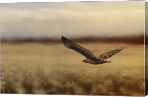 Framed Redtail In The Field Print