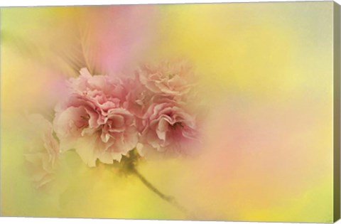 Framed Spring Cherry Blossoms Print