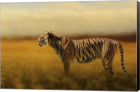 Framed Tiger In The Golden Field Print