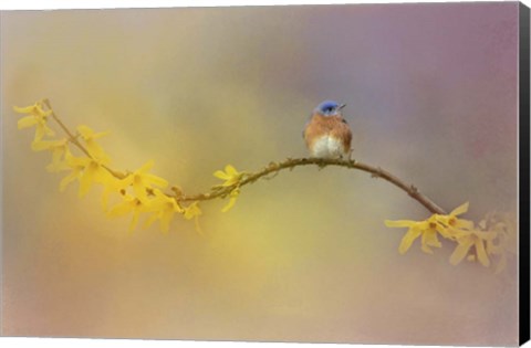 Framed Little Blue In The Garden Print