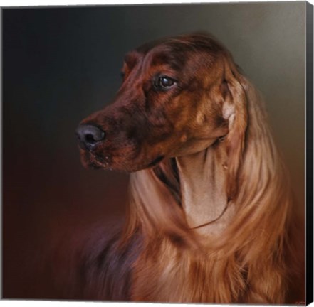 Framed Catching The Breeze Irish Setter Print
