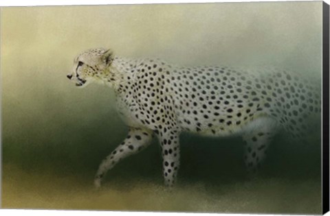 Framed Cheetah On The Prowl Print