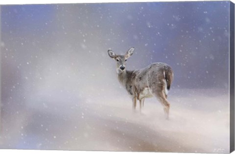 Framed Doe In The Snow Print