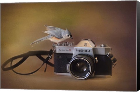 Framed Feathered Photographer Print