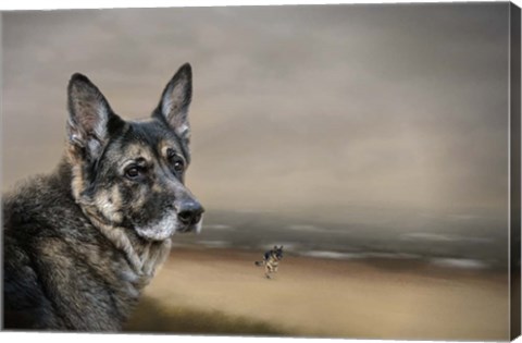 Framed German Shepherd Dreaming Of The Beach Print