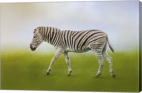 Framed Journey Of The Zebra Print