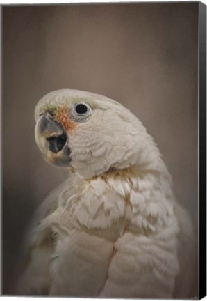 Framed Lots To Say Cockatoo Print