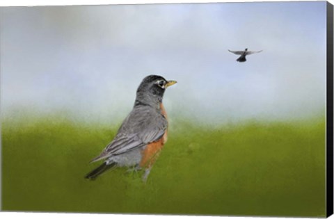 Framed Robin In The Field Print