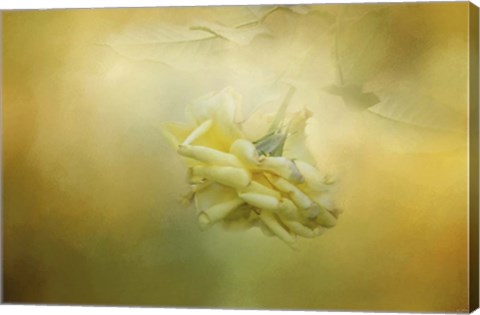 Framed Last Yellow Rose Print