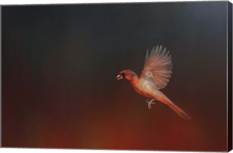 Framed I Wish I Could Fly - Cardinal 1 Print