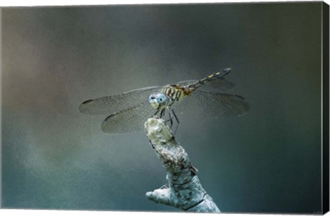 Framed Perched Dragonfly Print