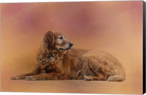 Framed Golden Retriever In The Setting Sun Print