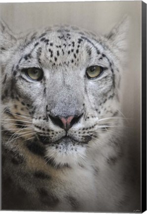 Framed Stare Of The Snow Leopard Print