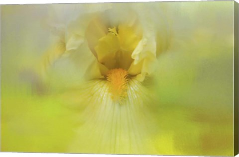 Framed Iris In Lime Print