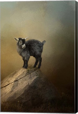 Framed Little Rock Climber Print