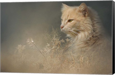 Framed At Dawn Print