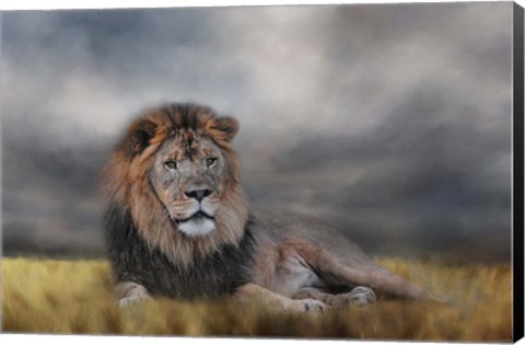 Framed Lion Waiting For The Storm Print