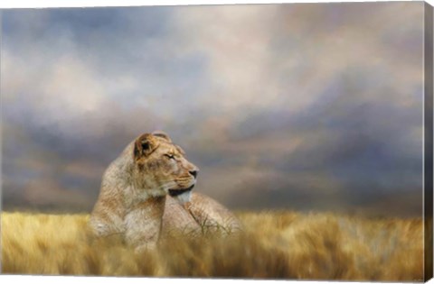 Framed Lioness After The Storm Print