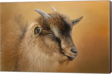 Framed Portrait Of A Nubian Dwarf Goat Print