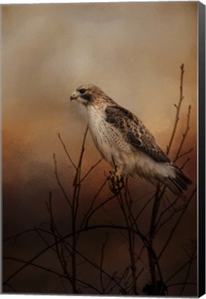 Framed Red Tail In Wait Print
